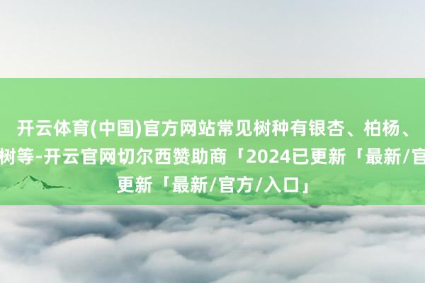 开云体育(中国)官方网站常见树种有银杏、柏杨、垂柳、榆树等-开云官网切尔西赞助商「2024已更新「最新/官方/入口」